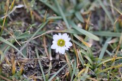 Gentiana leucomelaena